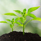 🌱 50 % RABAT! 🔥 3-i-1-jordanalysator med viserskala – måler pH-værdi, fugtighed og lys – ideel til haven, græsplænen eller potteplanter – nem montering ved at stikke den i jorden uden batterier 🌿